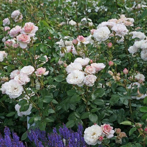 Kremowy z odcieniem lawendowym - Róże pienne - z kwiatami róży angielskiej - korona krzaczasta